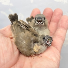 おちびバード💛キンカ鳥　2022年9月生まれ