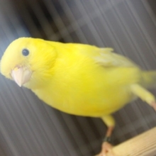 美声にうっとり…💛レモンカナリアさん在舎しております♂♀