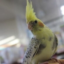 ヒナご飯卒業❢ 手乗りオカメインコ(パールパイド)