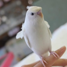パッとキレイなお花が…❀羽衣セキセイちゃんです♥