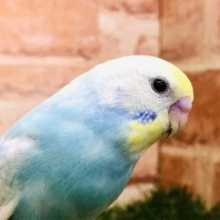 セキセイ選挙一位？　セキセイインコ　パステルレインボー　R４　１０／５撮影