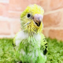 セキセイの定番です　セキセイインコ　オパーリン　R４　１０／５撮影
