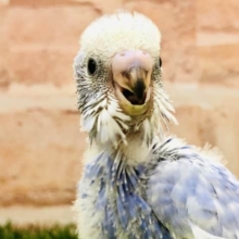 きれいなスパングルです　セキセイインコ　スパングル