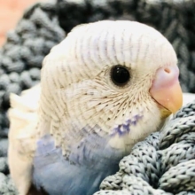 スパングルだけどパイド　セキセイインコ　R４　１０／５撮影