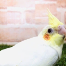 人気のカラーが入舎です　オカメインコ　ルチノー　R４　１０／９撮影