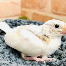 白文鳥入舎です！　R４　１０／１５撮影