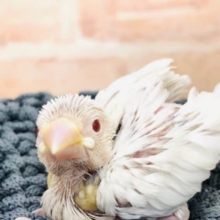 まさかのカラーが入舎！　シルバーイノ文鳥　R４　１０／１５撮影