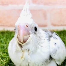 お顔のチークがない！？　オカメインコ　WF　パールパイド　R４　１０／１５撮影