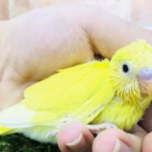 人気カラーです　セキセイインコ　ダブルファクター　R４　１０／１９撮影