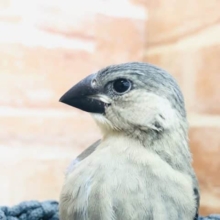 これぞ文鳥！　桜文鳥　R４　１０／２２撮影
