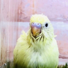 クリームカラーの子です　セキセイインコ　クリーンイノ　R４　１０／２６撮影
