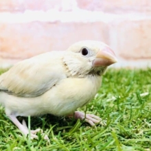 人気のシナモン　シナモン文鳥　R４　１０／２２撮影