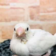 白がいい！　白文鳥　R４　１０／２６撮影