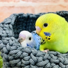 元気いっぱいオパーリンズ　セキセイインコ　オパーリン　R４　１０／２６撮影