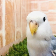 堂々の人気カラー 　コザクラインコ　バイオレットパイド　R４　９／２２撮影