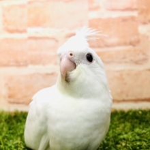 真っ白オカメちゃん　オカメインコ　ピュアホワイト　R４　１０／２５撮影