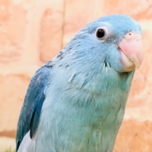 可愛い鳥さん登場です　マメルリハインコ　ブルー　R４　１０／２６撮影