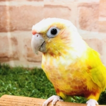 色鮮やかな色！！　ウロコインコ（サンチーク）入舎です！