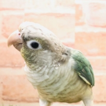 爽やかカラー!!  ウロコインコ（ブルーシナモンパイナップル） 2022.6/10撮影