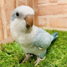 【決算セール！！】ウロコインコ、オキナインコフェア✨　※１０月３１日迄！