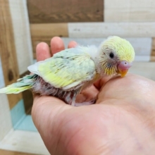 手の上でぐるぐる～☆羽が生えそろうのが楽しみなセキセイインコ(パステルレインボーハルクイン)さん☆