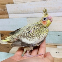 むっちりさん♡オカメインコ(シナモンパール)さん☆