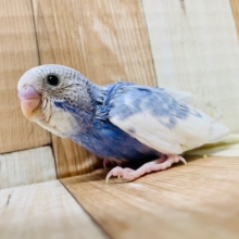 もう秋だけど夏空みたいなカラー♪セキセイインコ(スパングルパイド)さん！