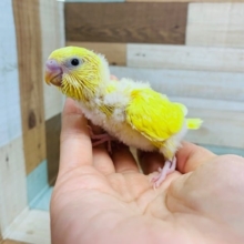 手の上でポーズ♪黒目さんのセキセイインコ(ダブルファクター)さん☆