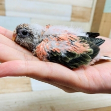 おまんじゅう♡アキクサインコ(ローズ)さん♪