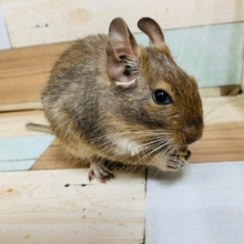 欲に忠実です笑　デグー(アグーチ)ちゃん♡