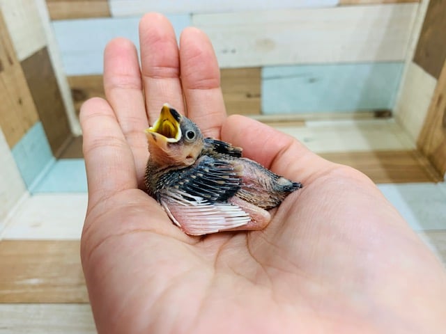 定番人気のヒナちゃん♡　桜文鳥さん！！