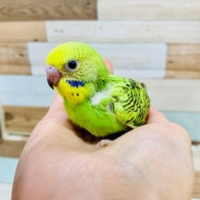 王道の人気さん♪セキセイインコ(オパーリン)さん☆