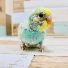 カメラの前でハイ、ポーズ☆セキセイインコ(パステルカラーレインボースパングルパイド)さん♪