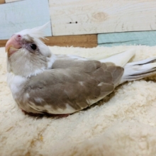 むっちり♡キレイなカラー☆オカメインコ(ホワイトフェイスシナモンパイド)さん！