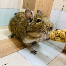 むっちり♡デグー(アグーチ)ちゃん☆