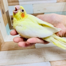 怪獣鳴きが止まらない♡オカメインコ(ルチノー)さん☆