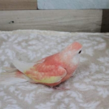 アキクサインコ　ルビノー