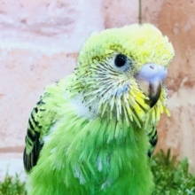 the定番　セキセイインコ　オパーリン　Ｒ４　１１／２４撮影