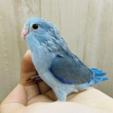 最新画像になりますよ‼️綺麗なブルーがしっかりと入っています‼️ マメルリハ　男の子