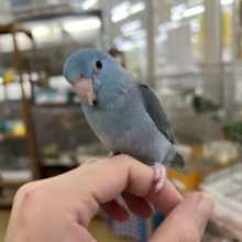 最新画像あり！愛くるしい♡マメルリハブルーの男の子