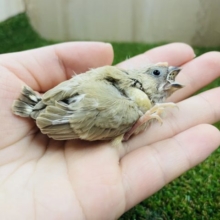 ちょこんとキンカチョウさん② キンカチョウ　シナモン