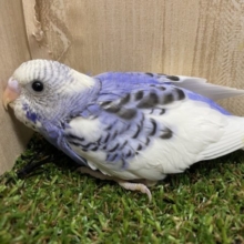くるりってどこを見てもキュートでしょ？💕　セキセイインコ　パイド