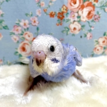 セキセイインコ  バイオレットスパングル ☂️💜  11/12