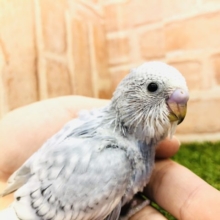 渋いぜ！　セキセイインコ　グレー　R4 １１／２４撮影