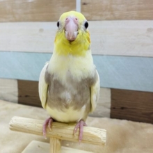 ステキなパール模様をお持ちのオカメインコさん♪シナモンパールパイド☆