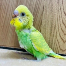ふわふわの頭、喜んでますサインーー　セキセイインコ　スパングル～～