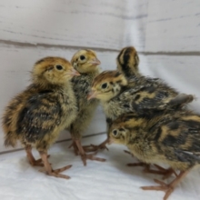 かわいいピヨピヨ～🐣　並ウズラ