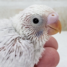ライラックセキセイインコ入荷です！