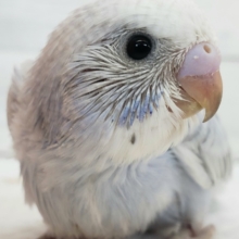 こりゃ～たまらん！セキセイインコパステルオパーリン