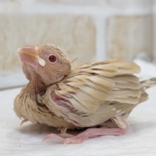 とっても魅力的なカラーです～💖　シナモン文鳥　シナモン文鳥